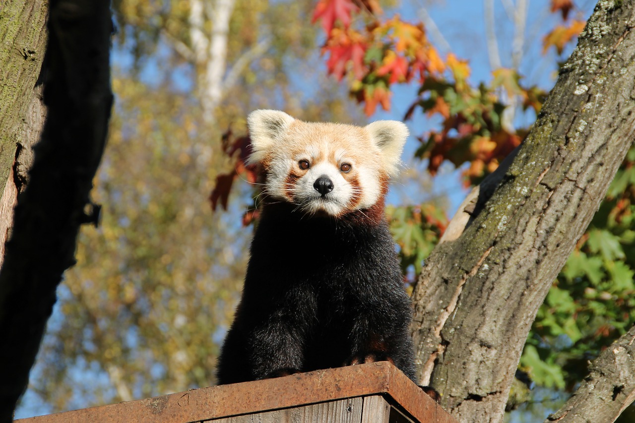 red panda panda panda bear free photo