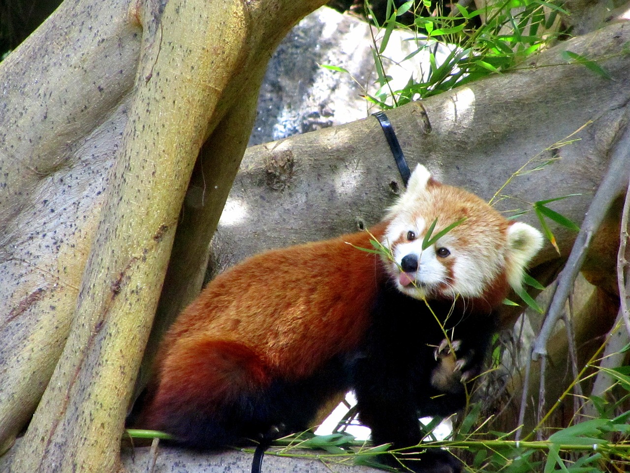 red panda zoo sweet free photo