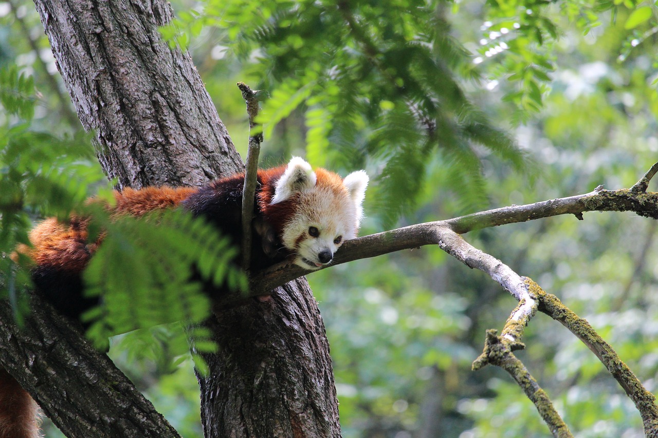 red panda panda animal free photo