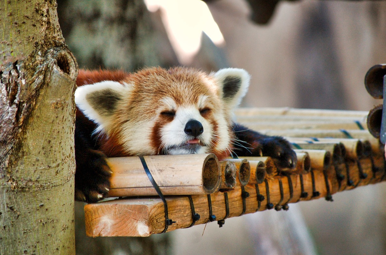 red panda zoo napping free photo