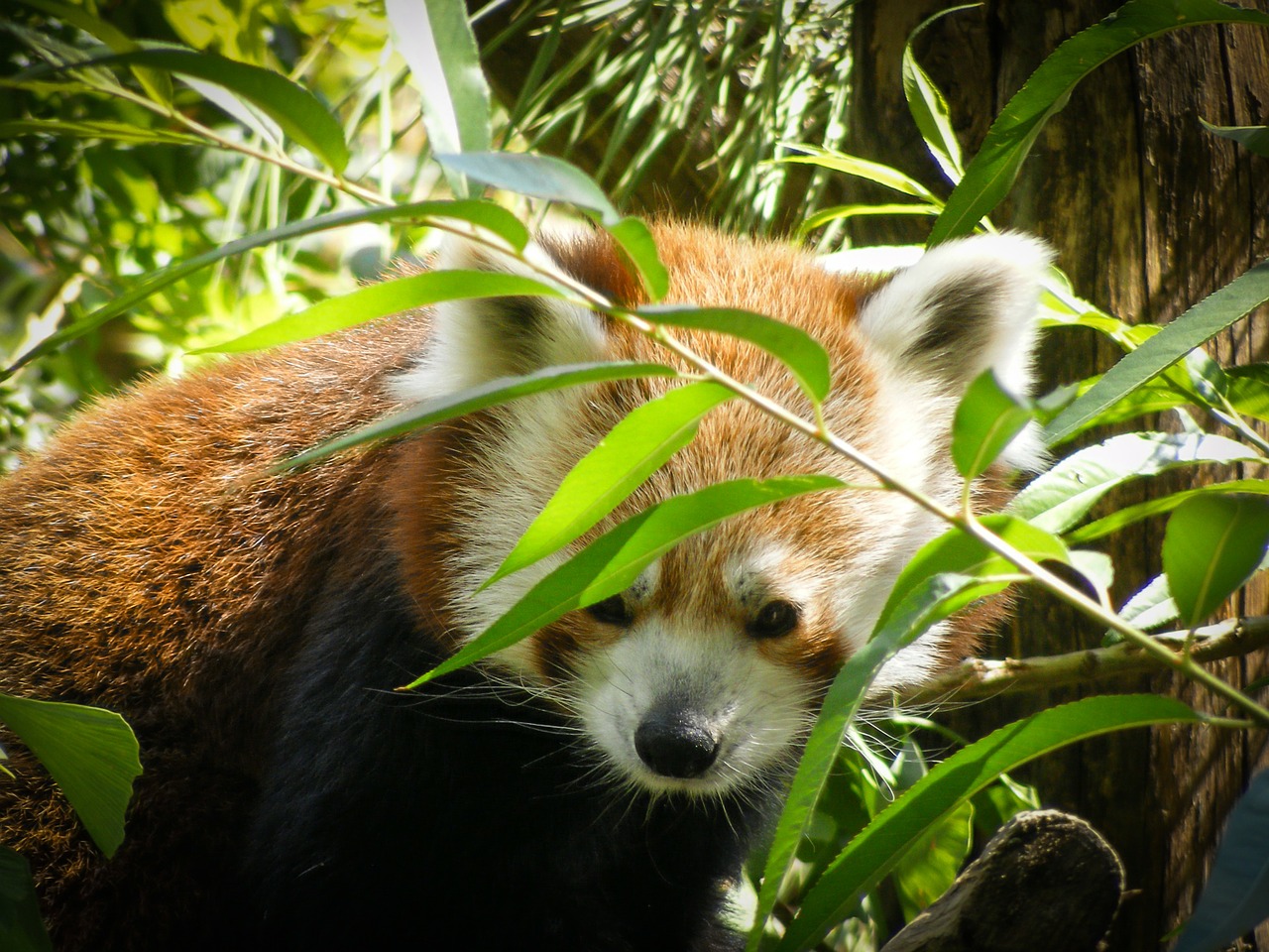 red panda ailurus fulgens ursine free photo