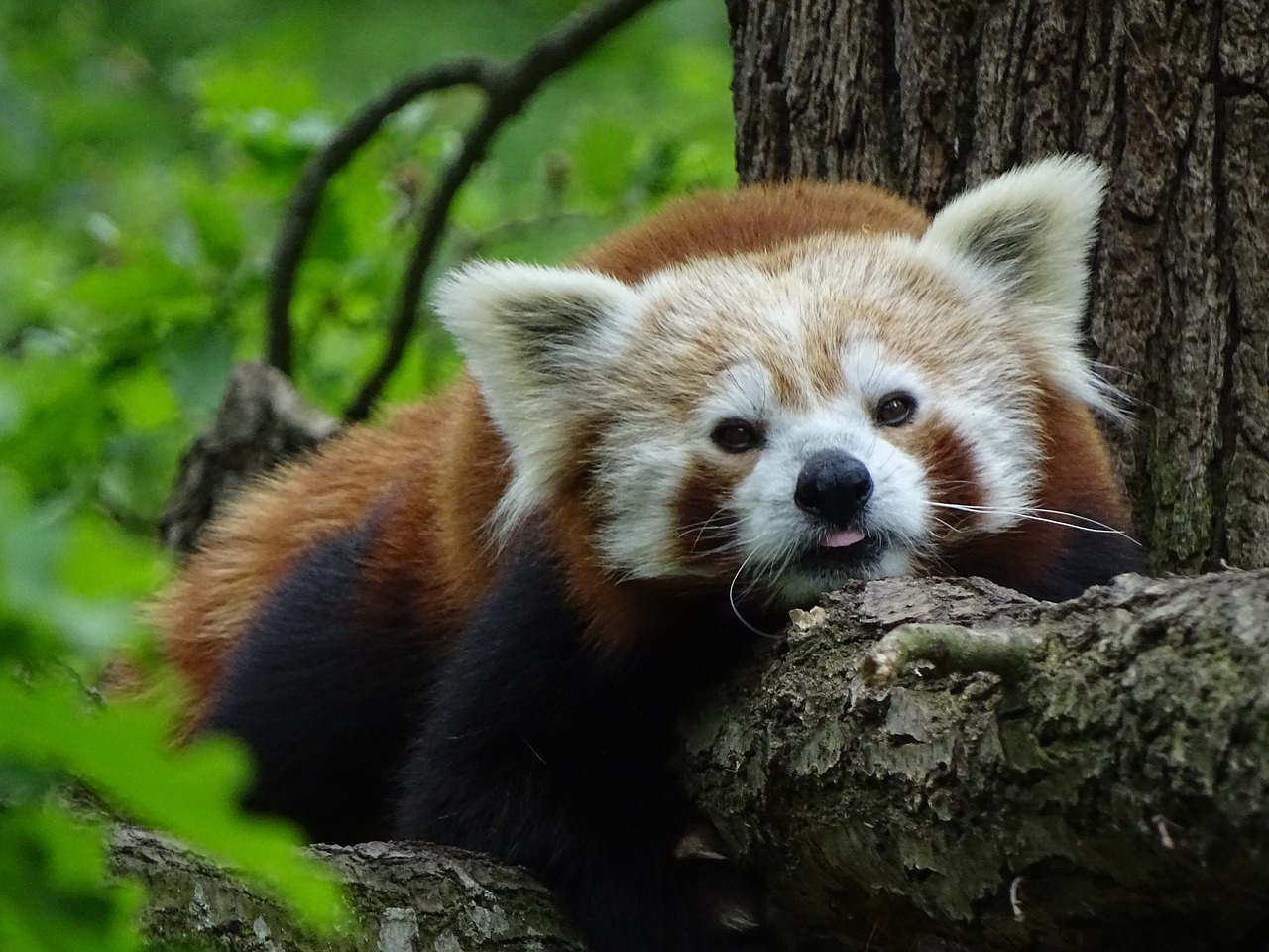 red panda  zoo brno  mammal free photo