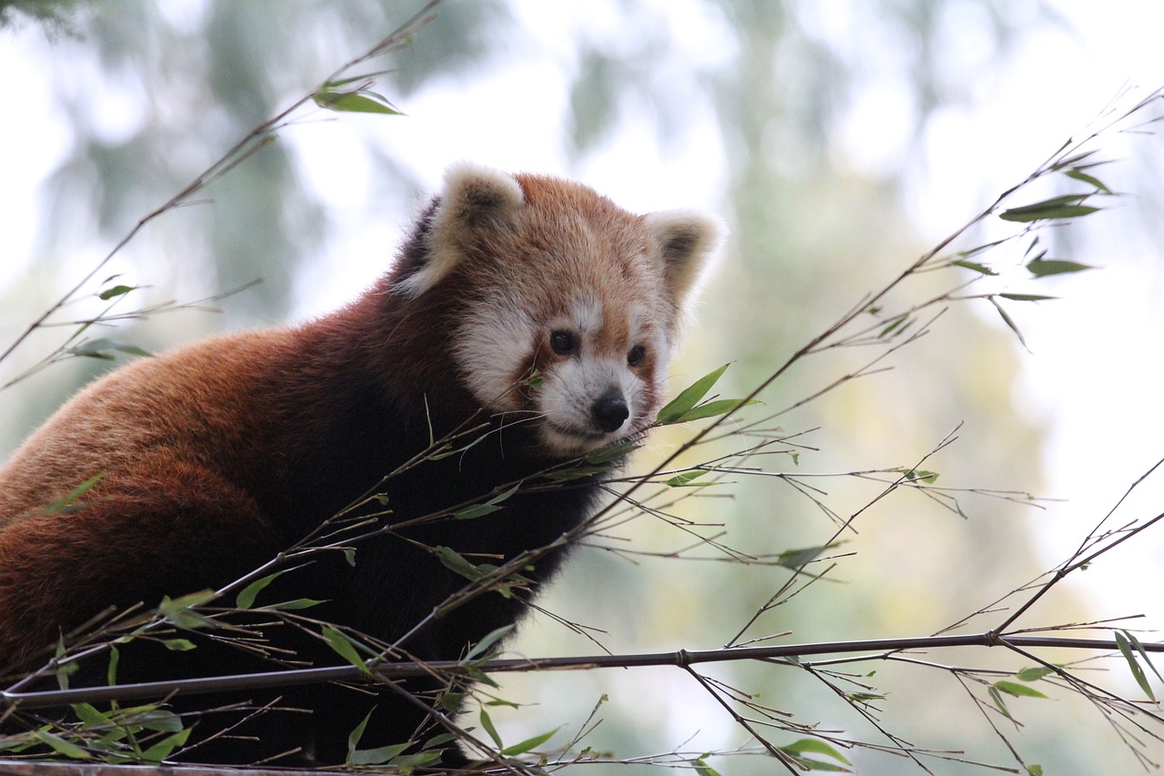 red panda  leaves  animal free photo