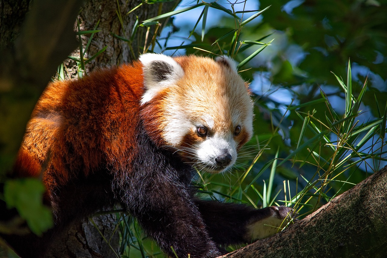 red panda  panda  bear cat free photo