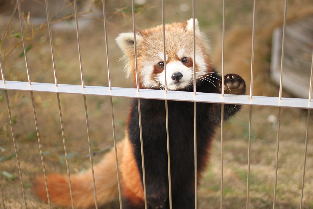 red panda zoo cute animals free photo
