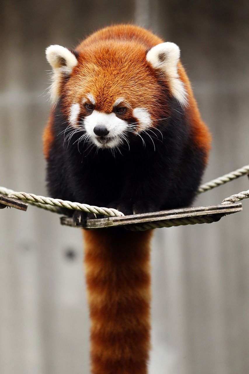 red panda  animal  cute free photo