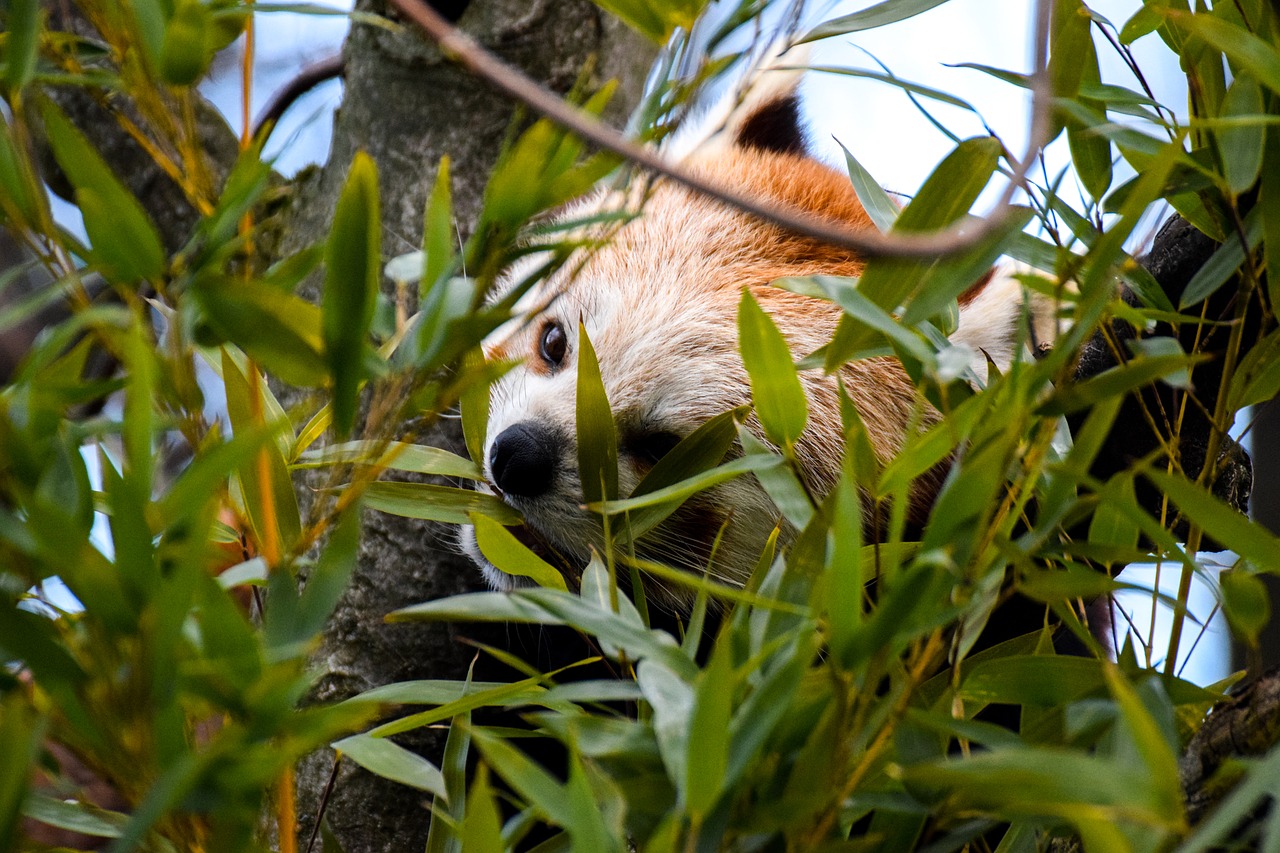 red panda  panda  animal free photo