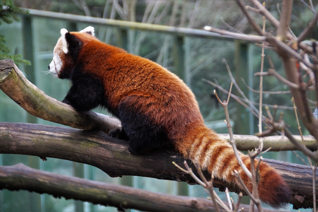 red panda  wild  animal free photo