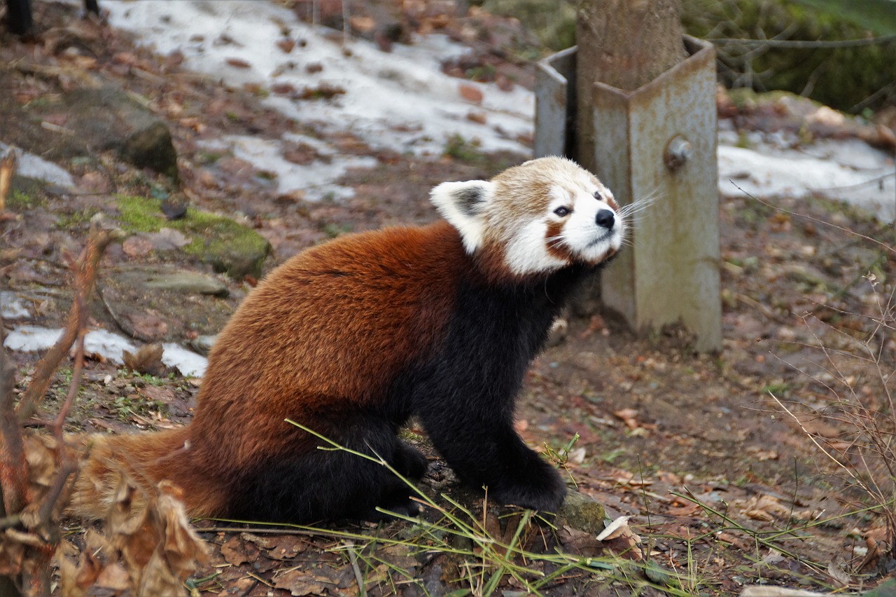 red panda  wild  animal free photo