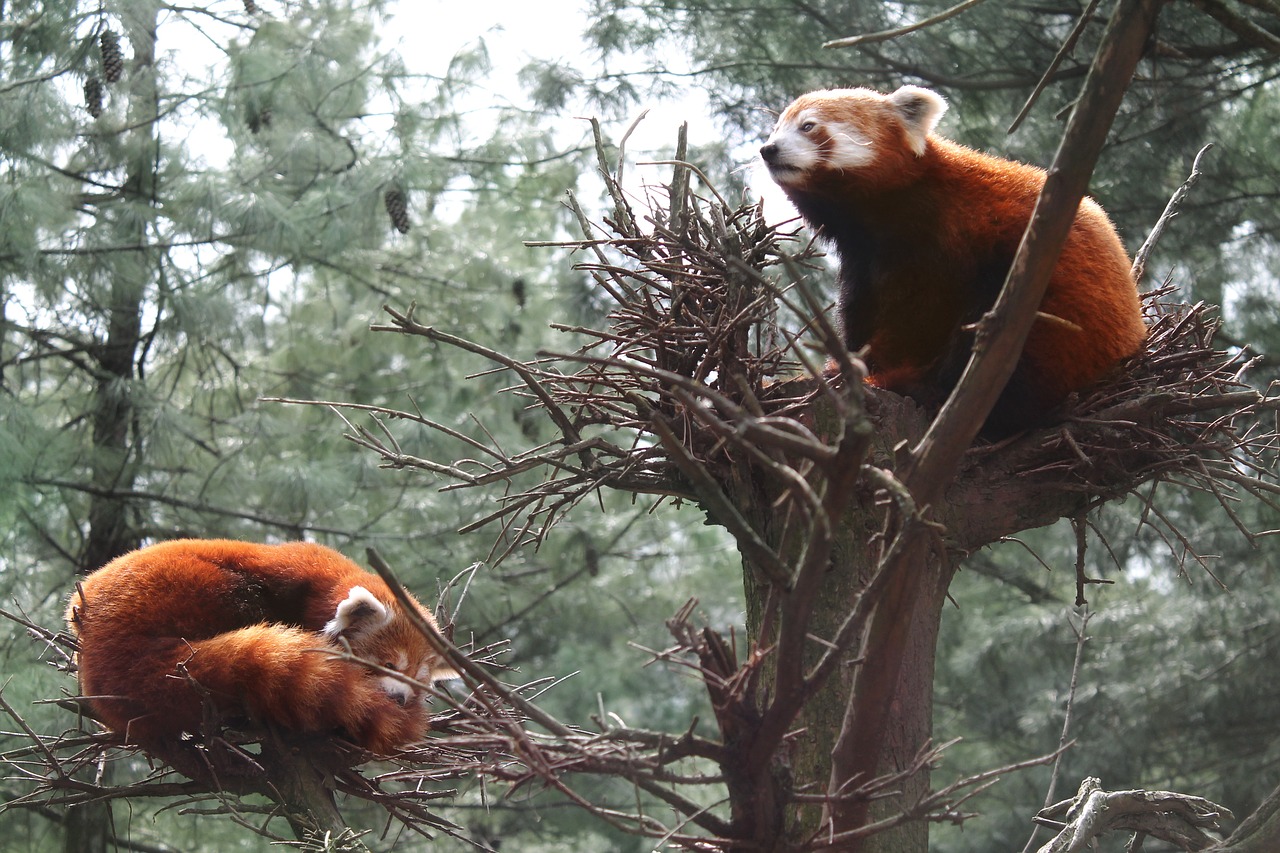 red panda  panda  central park zoo free photo
