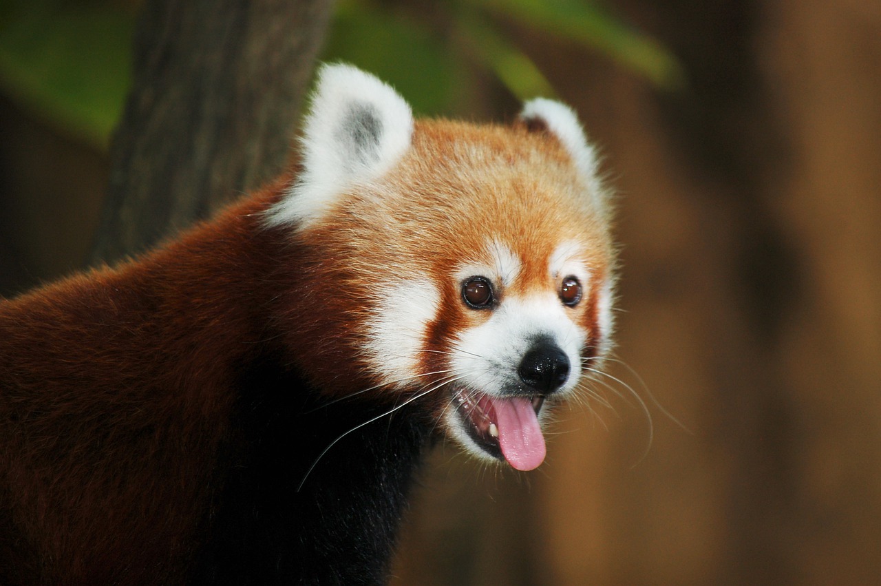 red panda  animal  cute free photo