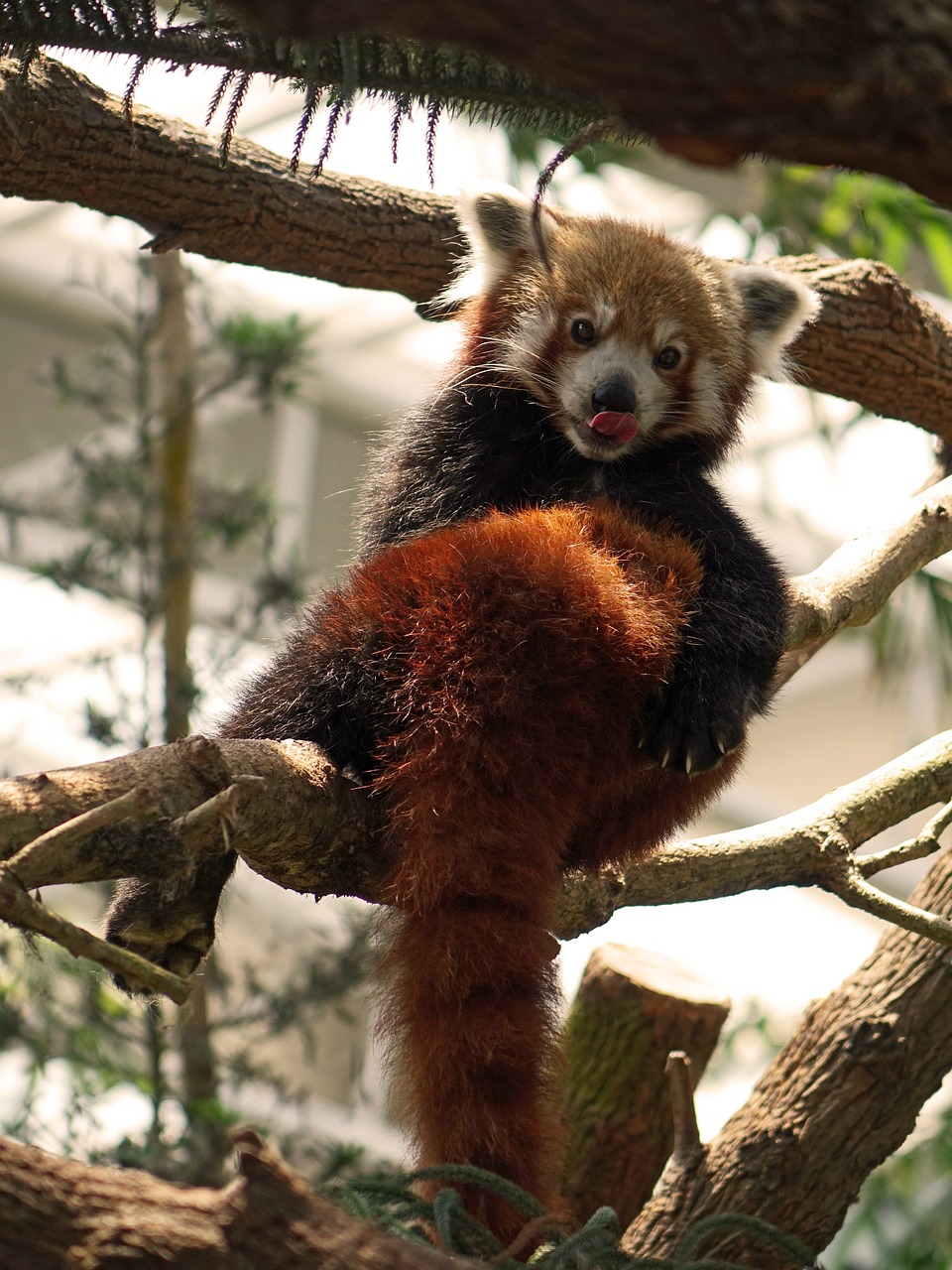 red panda china firefox free photo