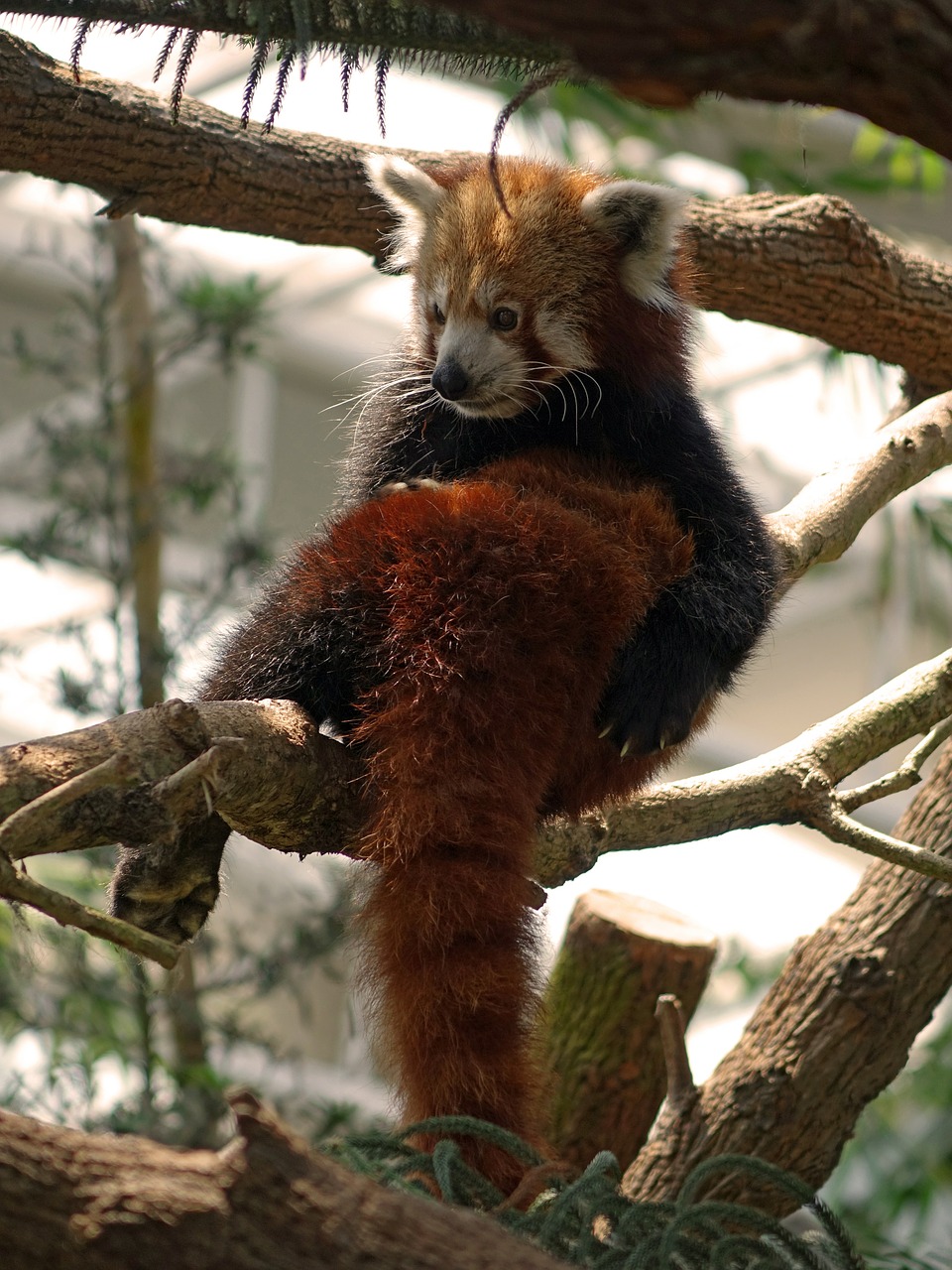 red panda firefox animal free photo