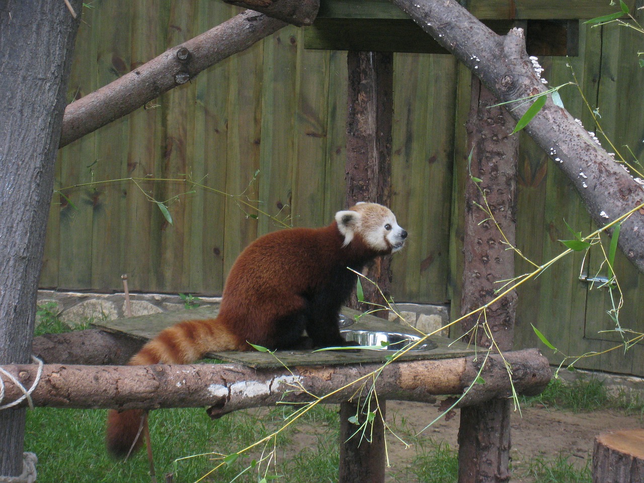 red panda nyíregyháza zoo free photo