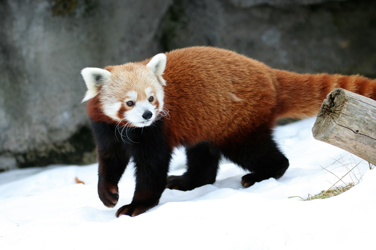 red panda panda cat-bear free photo