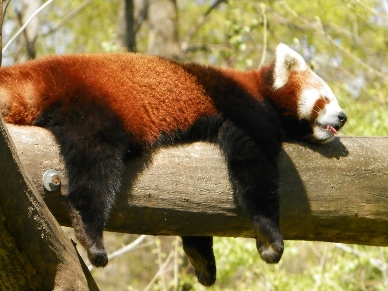 red panda panda animal free photo