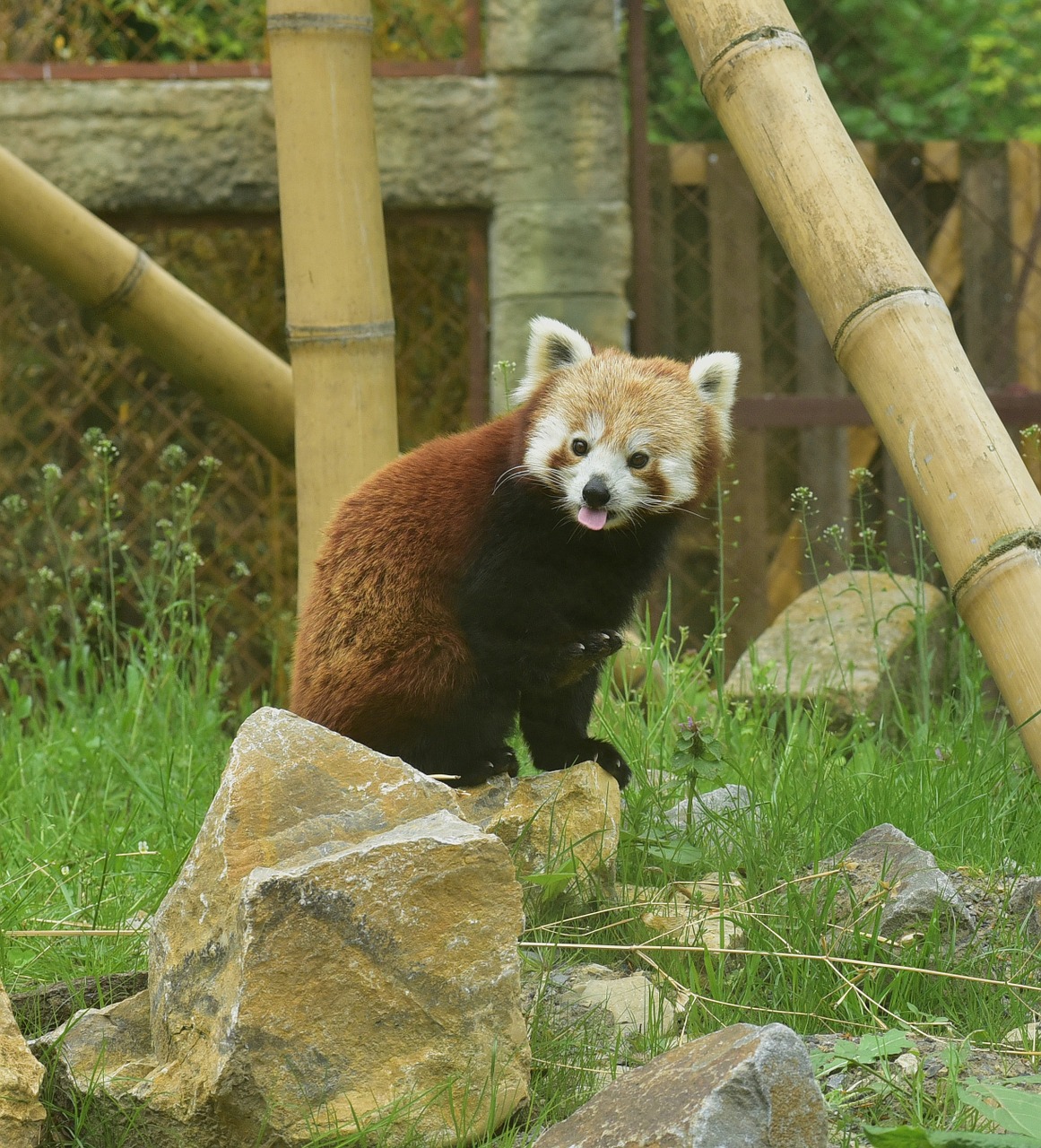 red panda red panda free photo