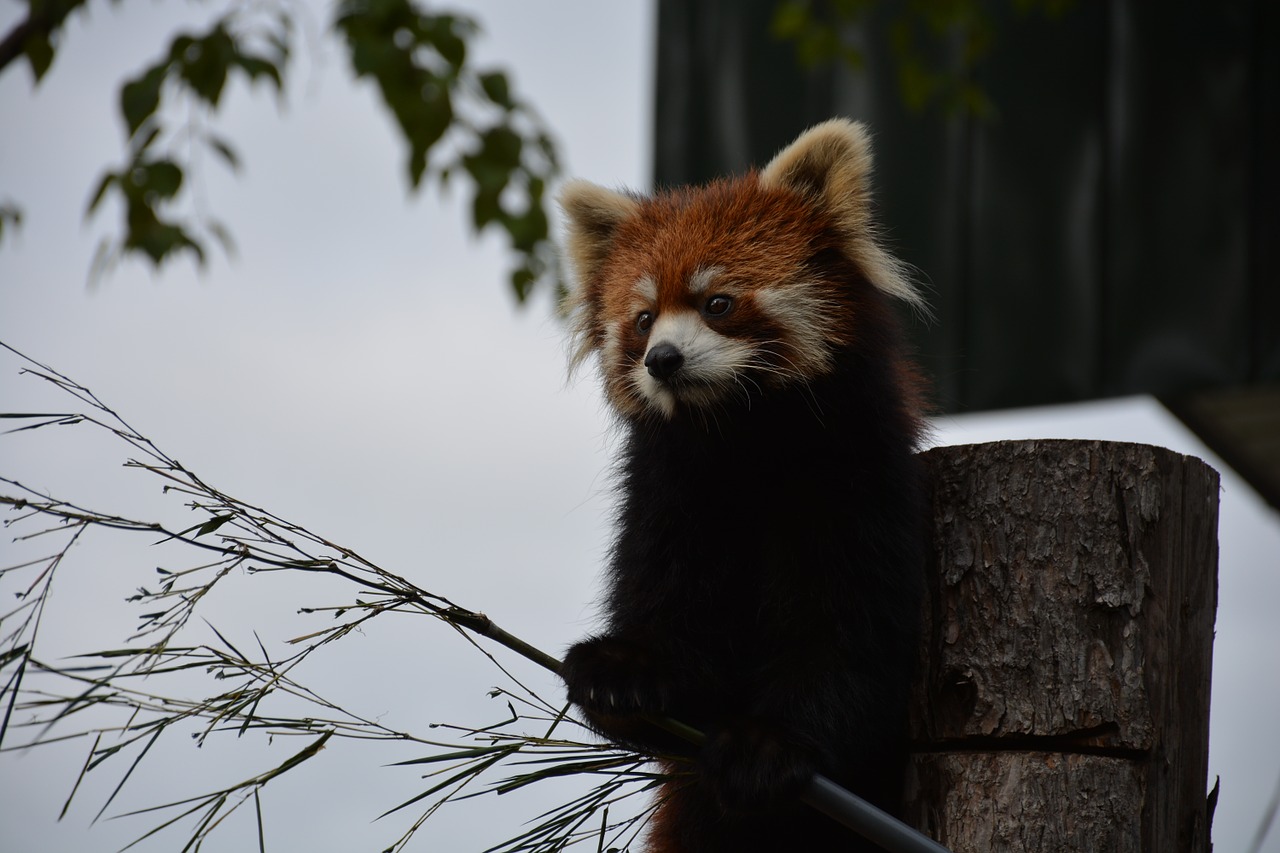 red panda japan zoo free photo