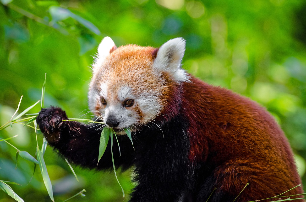 red panda animal panda free photo