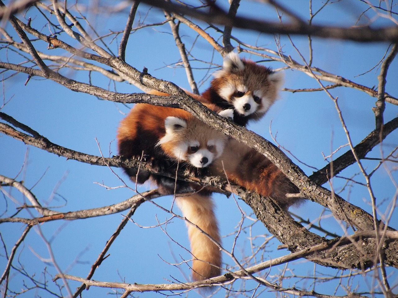 red panda zoo cute free photo