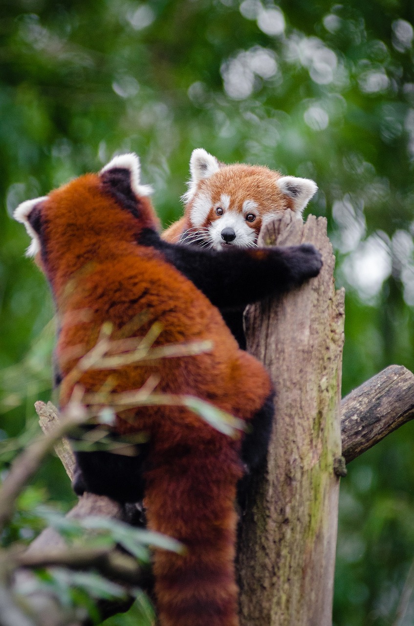 red pandas meeting couple free photo