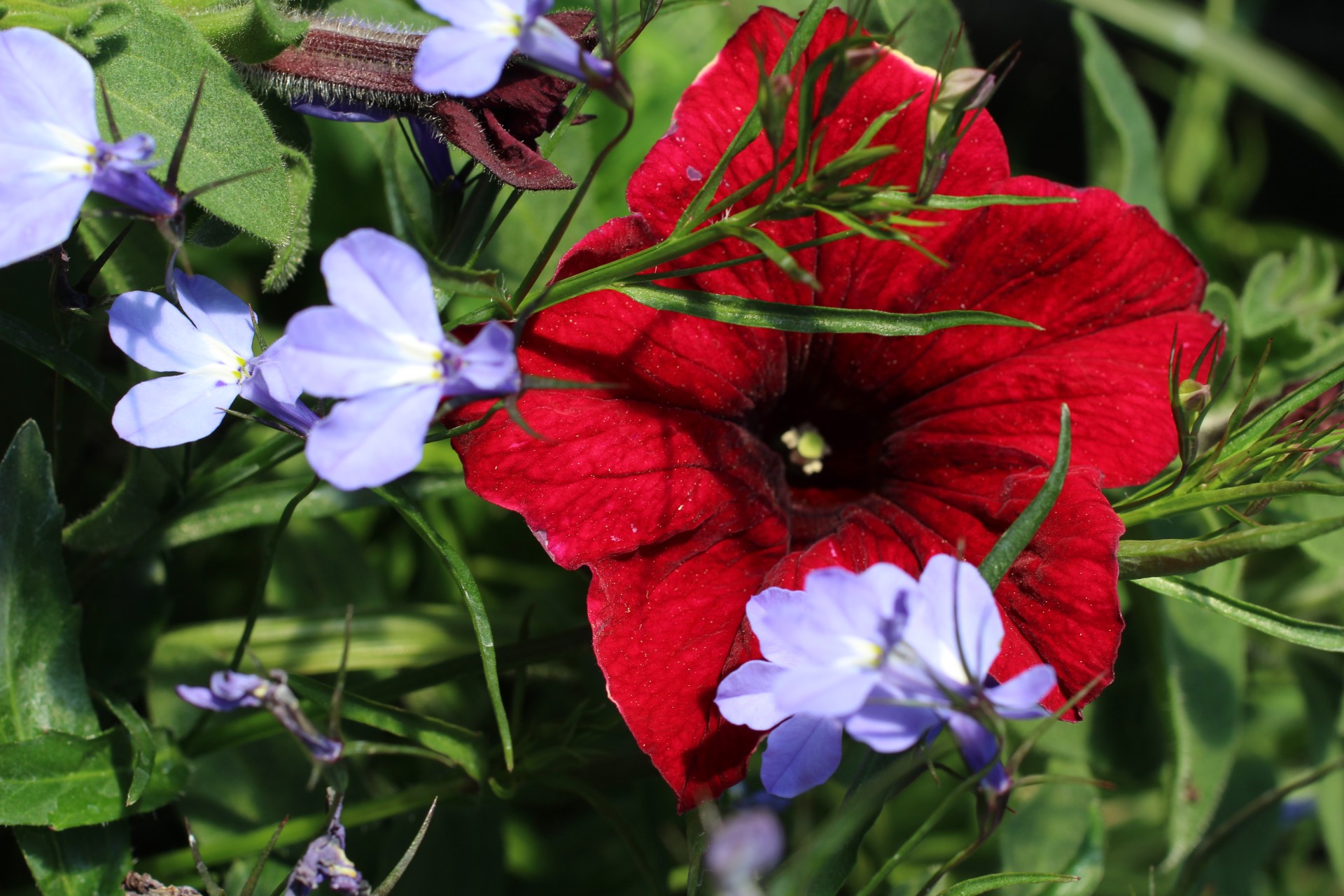 red pansy flower free photo