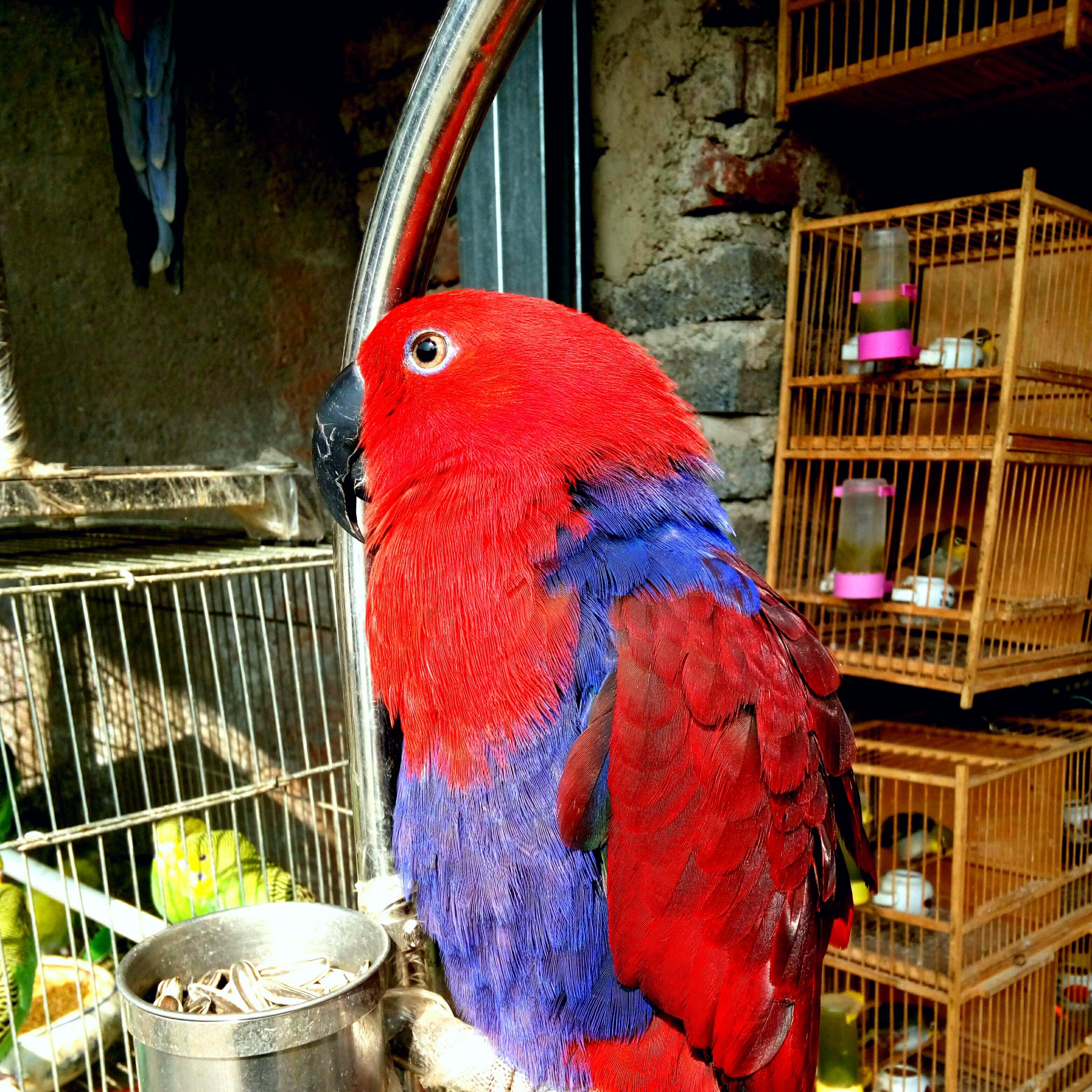 animals bird parrot free photo