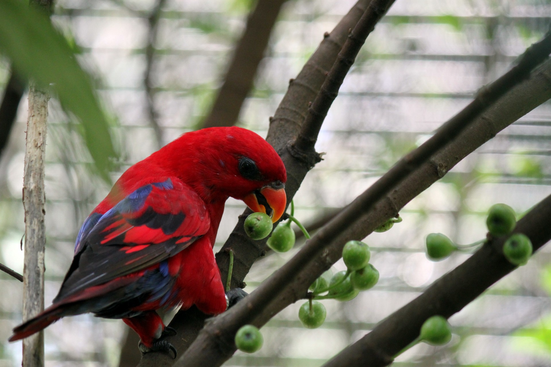 red parrot eating free photo