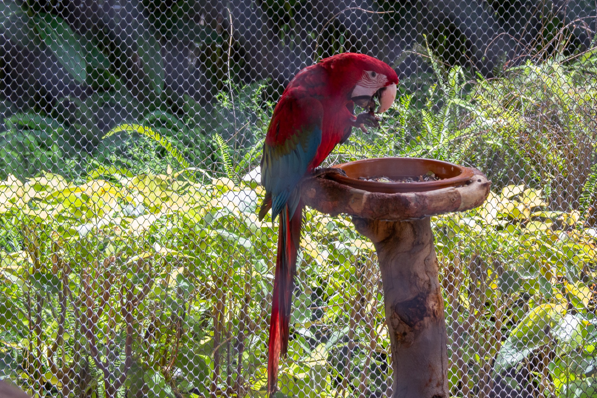 parrot cage zoo free photo