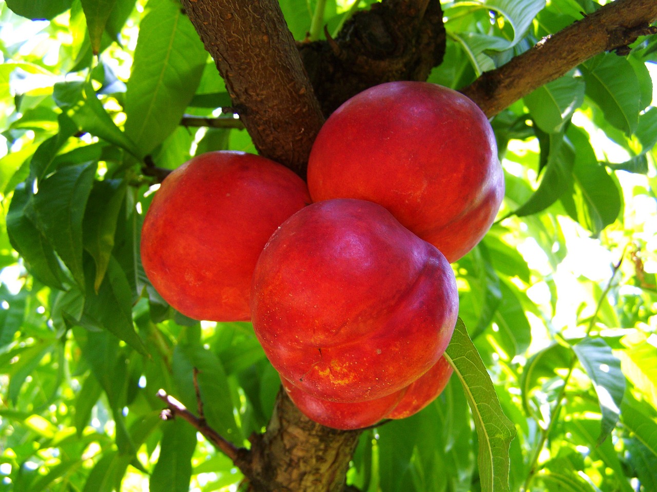 red peach ripe fruit summer free photo