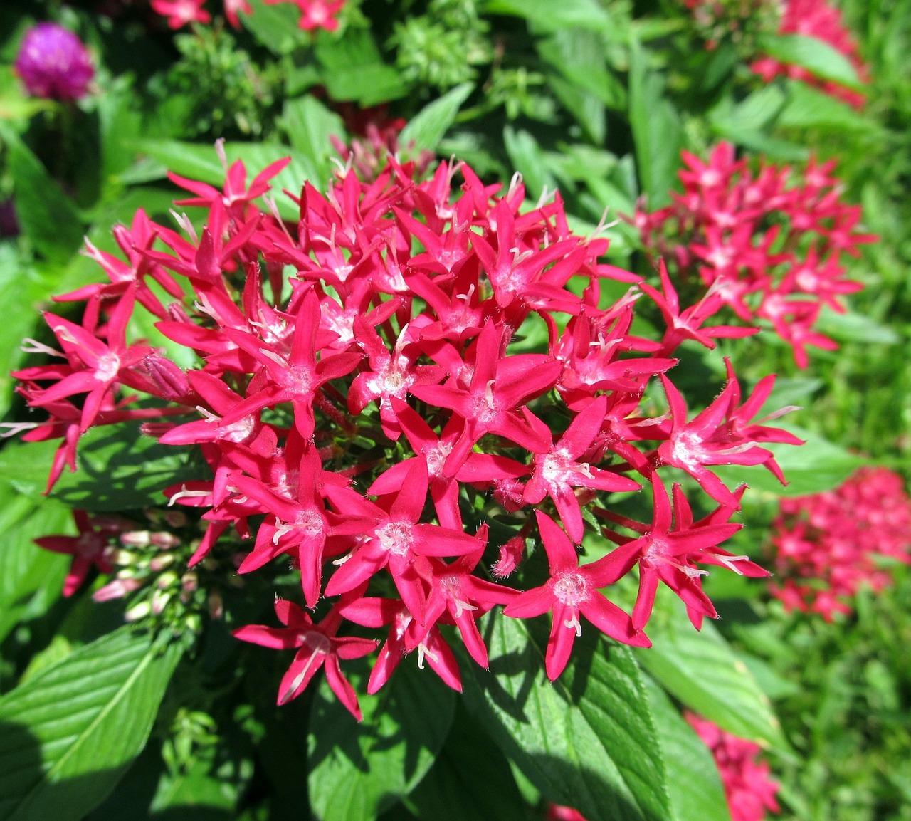 red pentas flowers bloom free photo