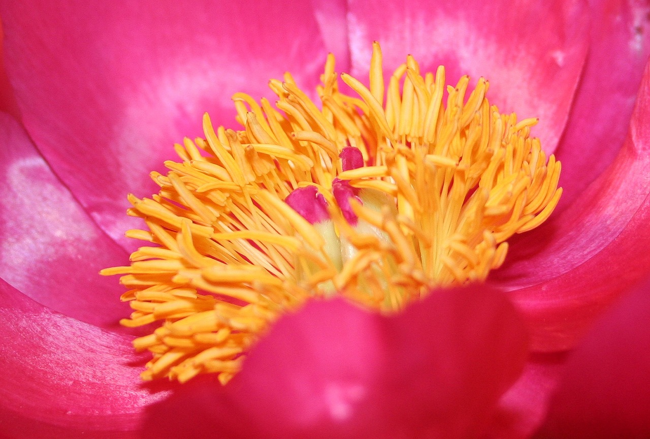 red peony blossom bloom free photo