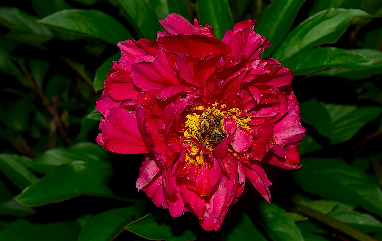 red peony bloom green free photo