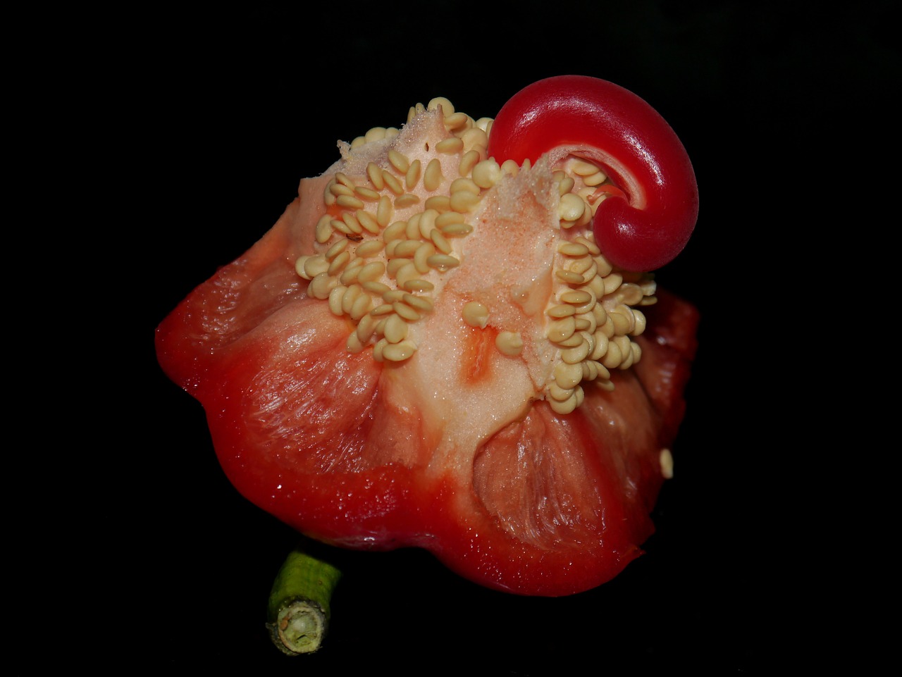 red pepper seeds red free photo