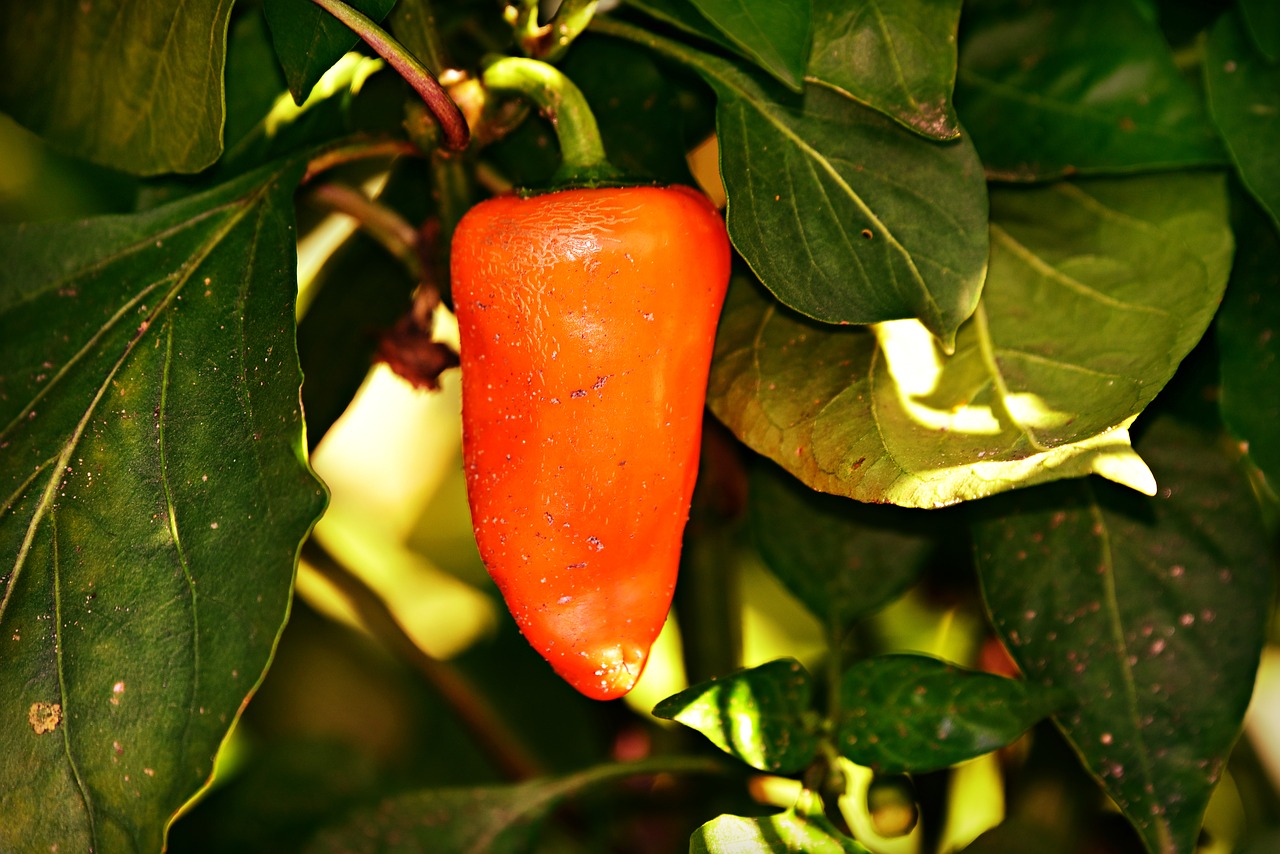 red pepper  vegetable  plant free photo