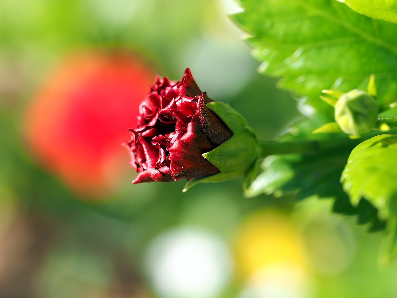 red petal  red  petal free photo