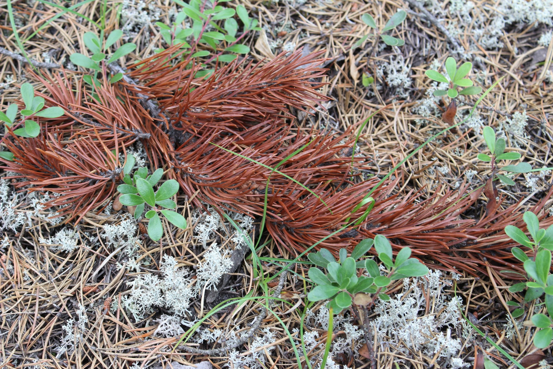 red pine needles free photo