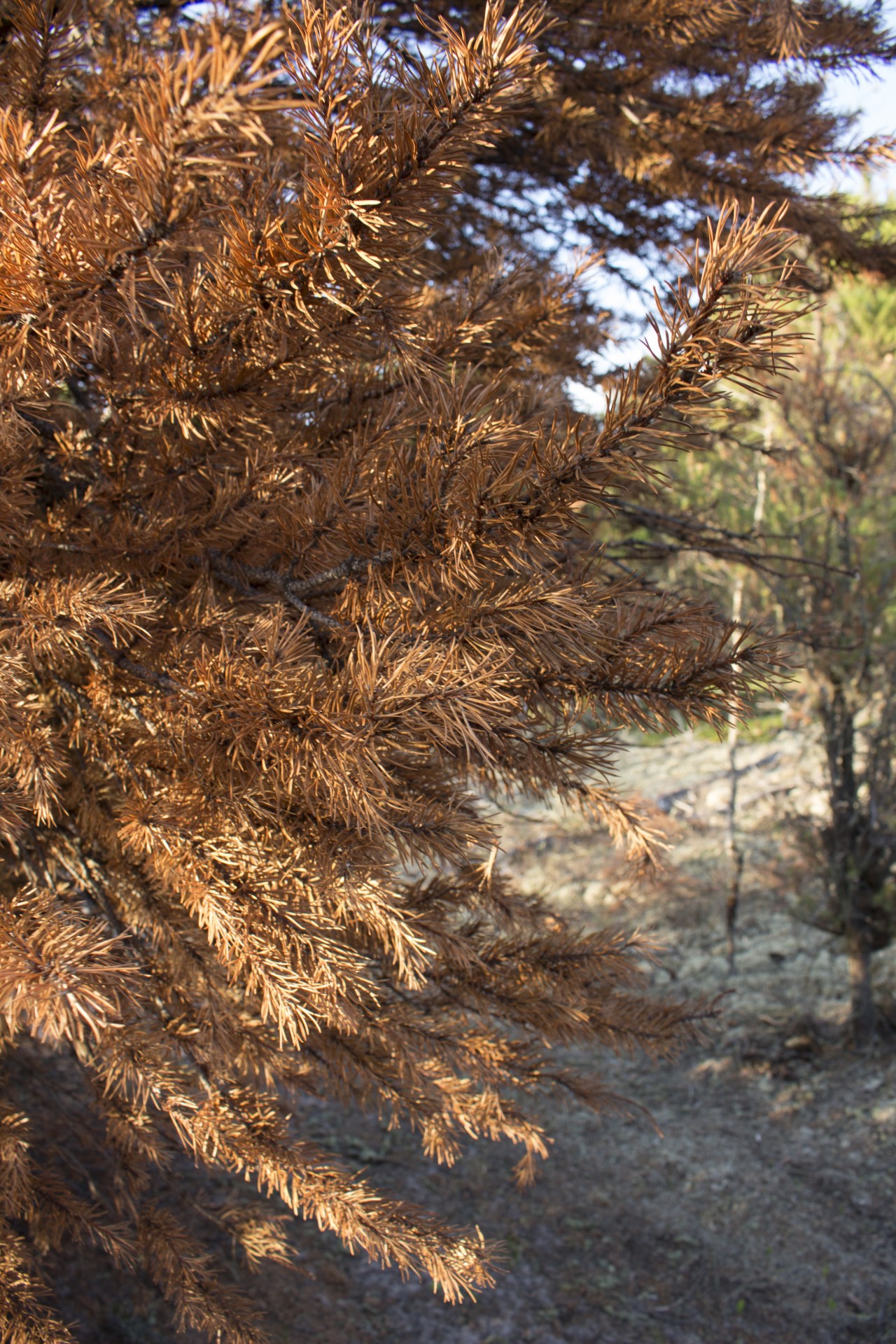 red pine tree free photo