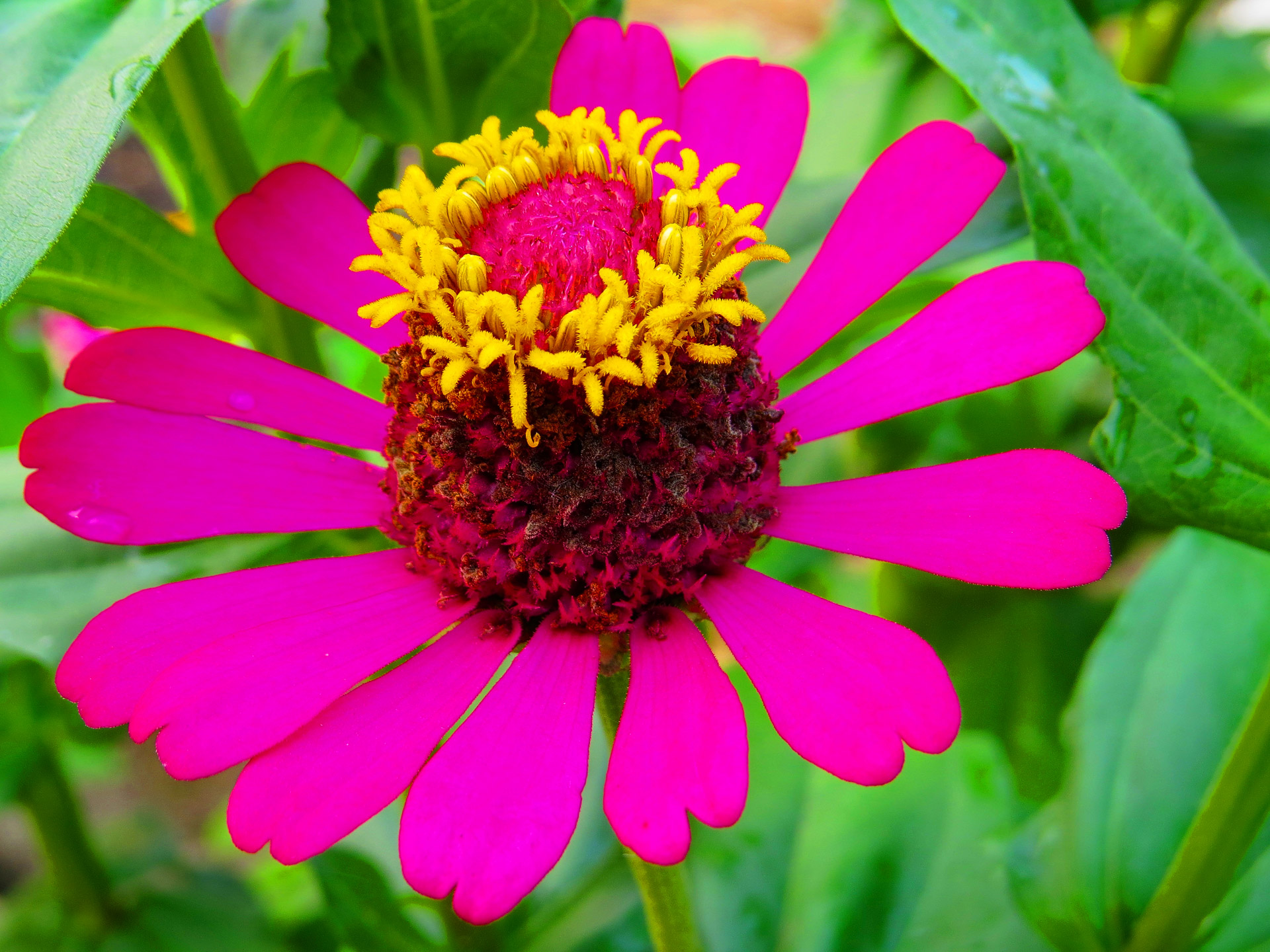 red flower flowers free photo