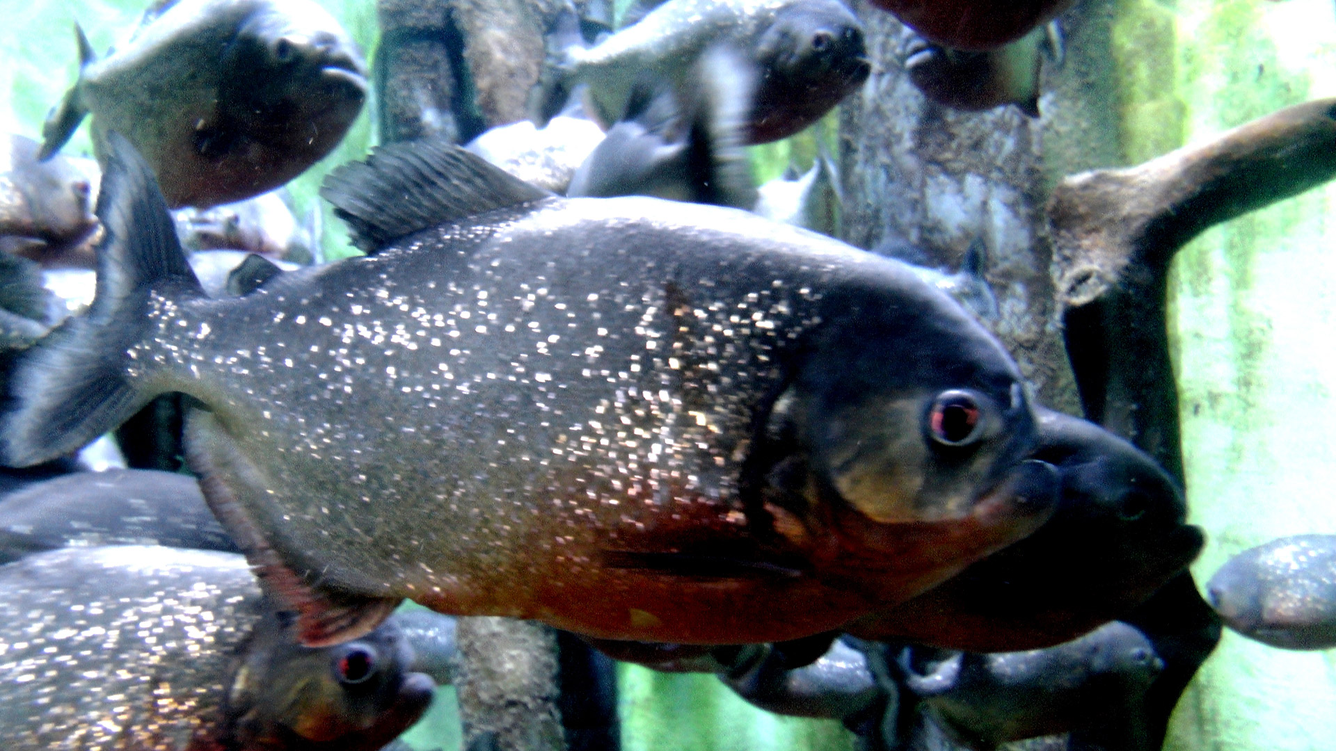 red piranha fish free photo