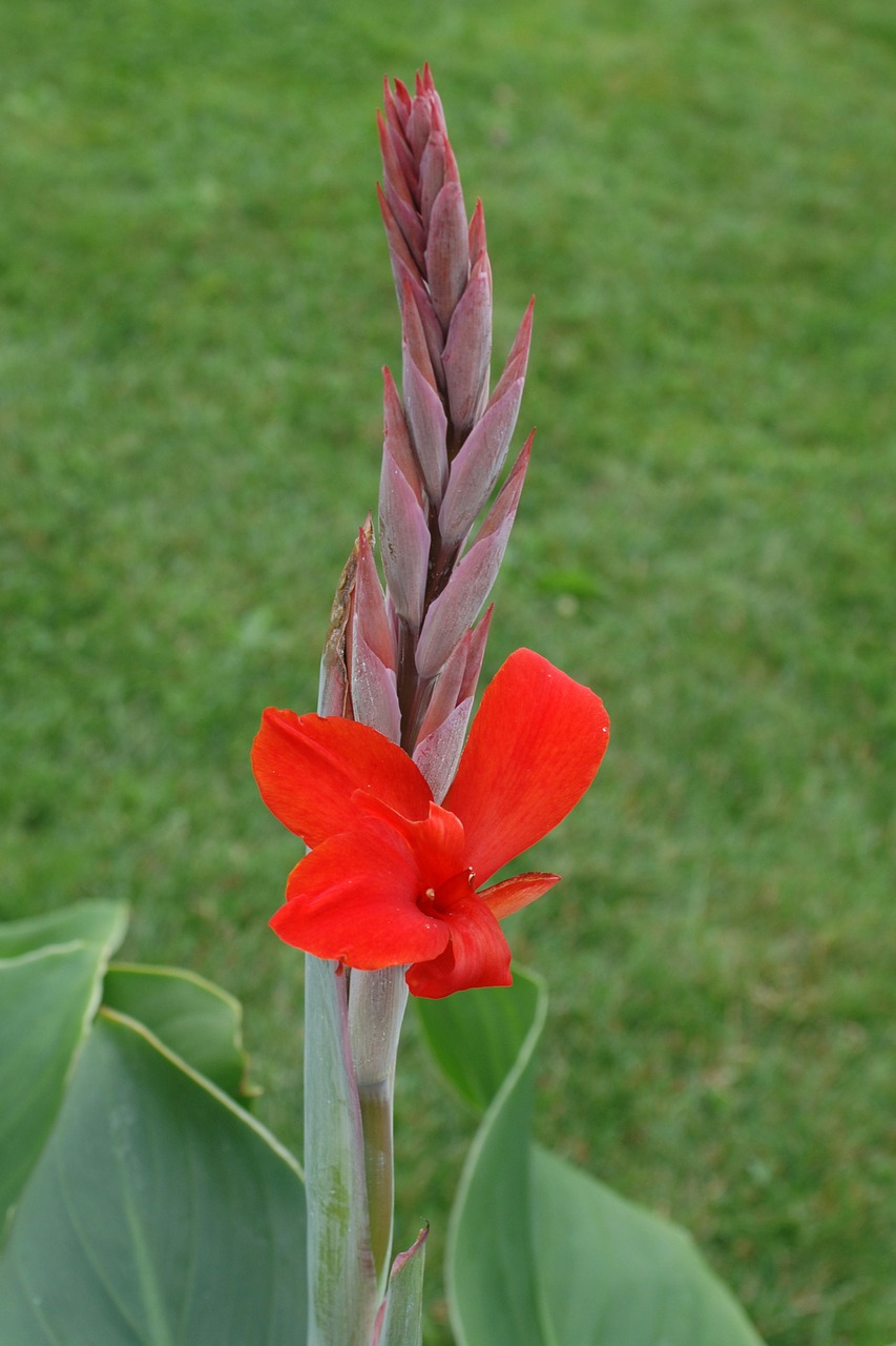 red pitcher flower red flower free photo