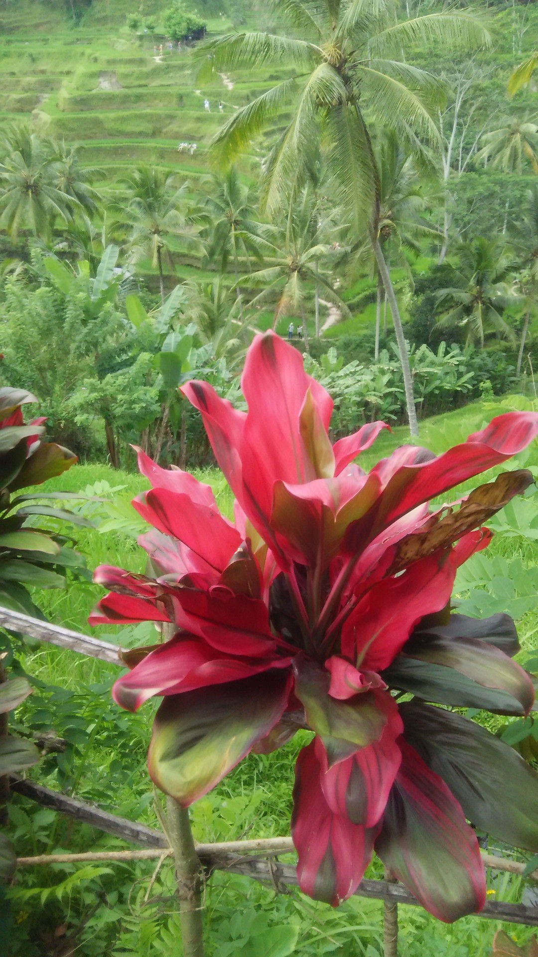 red flower plant free photo