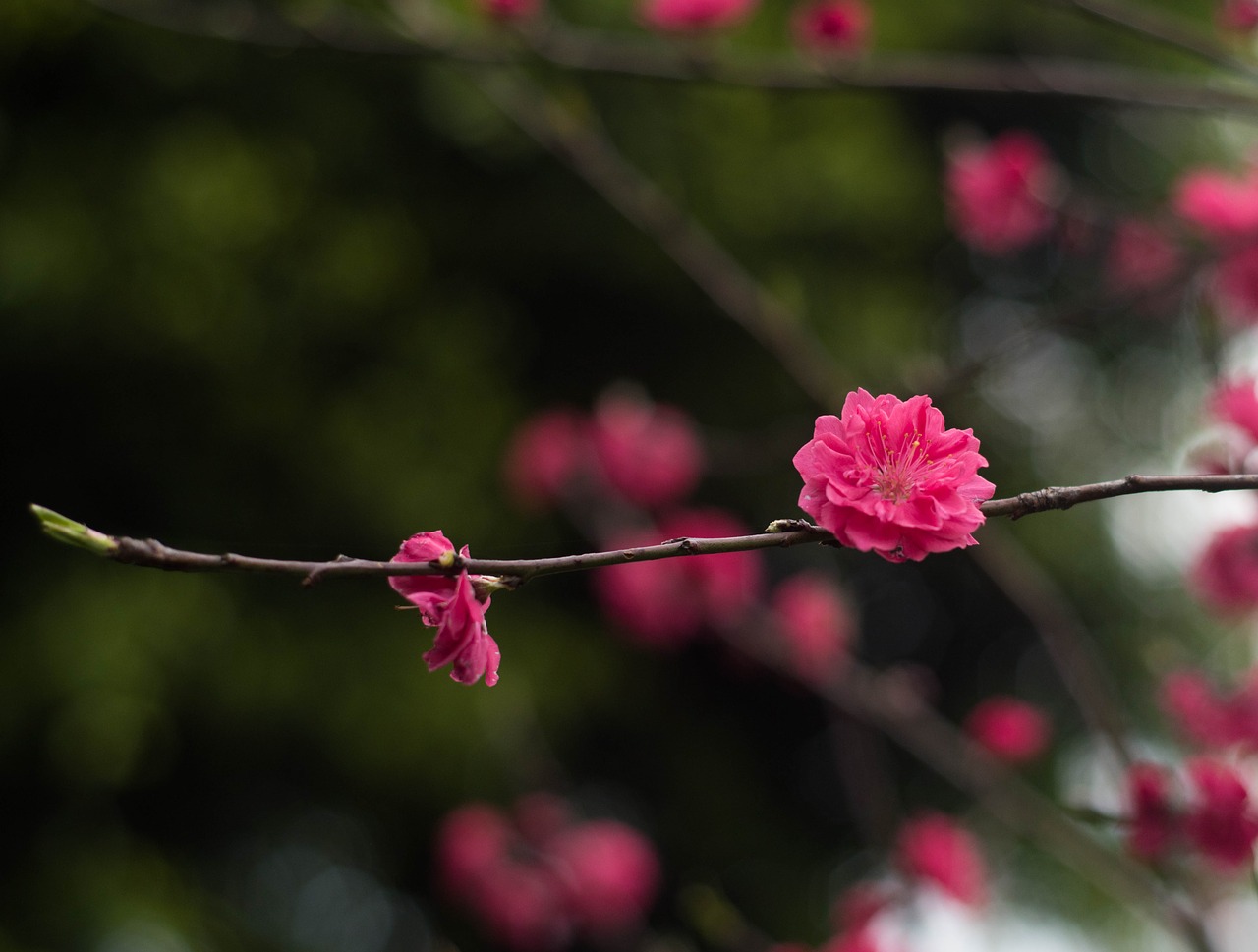 red plum flower views free photo