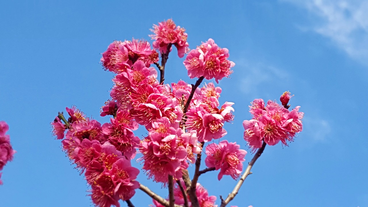red plum  flowers  spring battled free photo