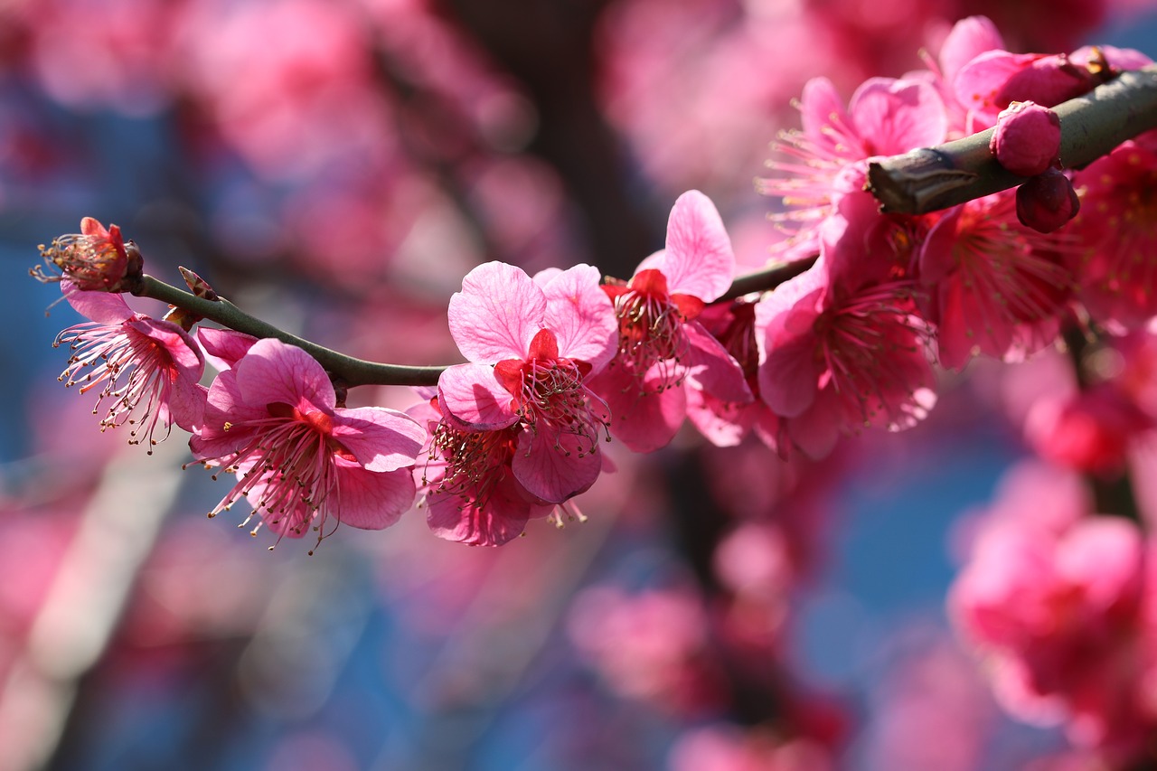 red plum  spring  spring flowers free photo