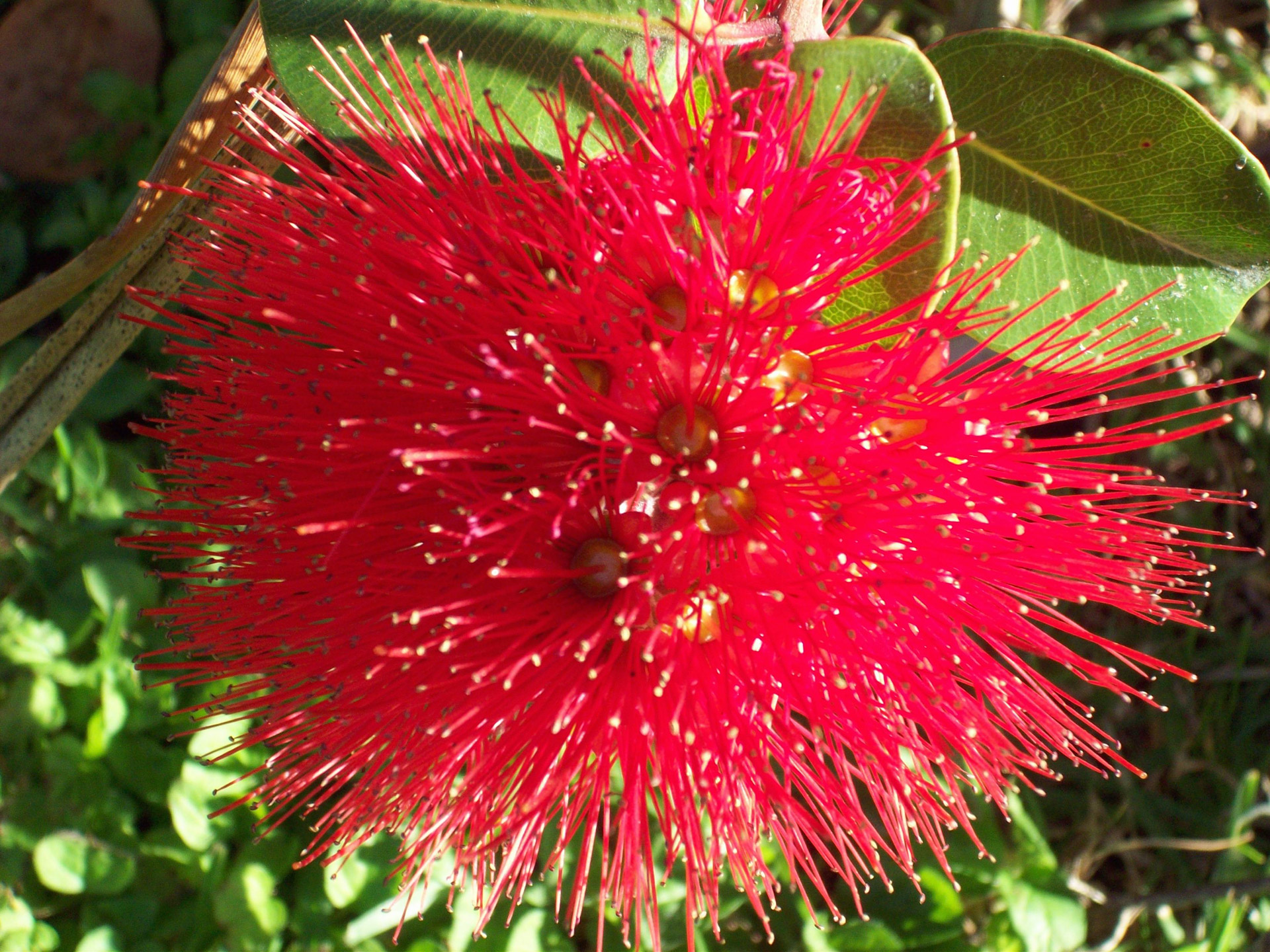 pohutukawa flower red flower nature free photo