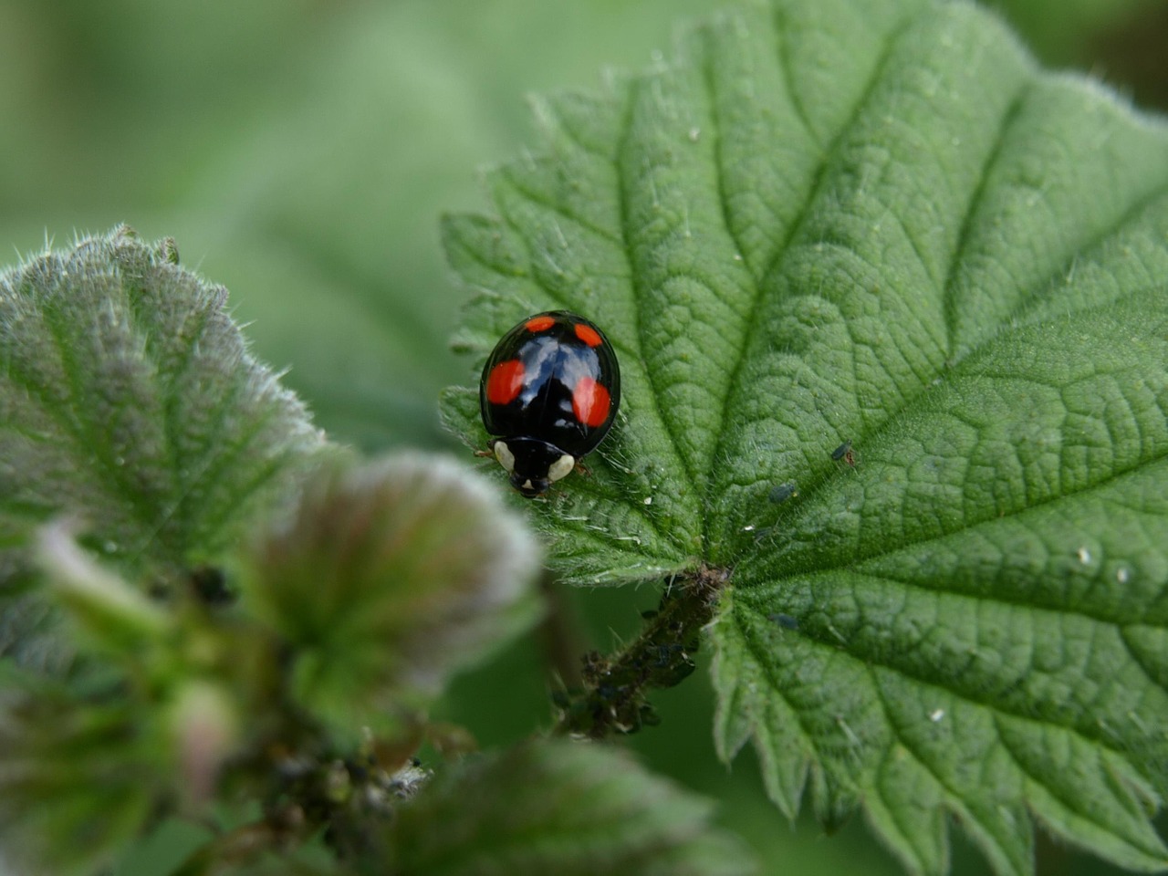 red point beetle beetle insect free photo