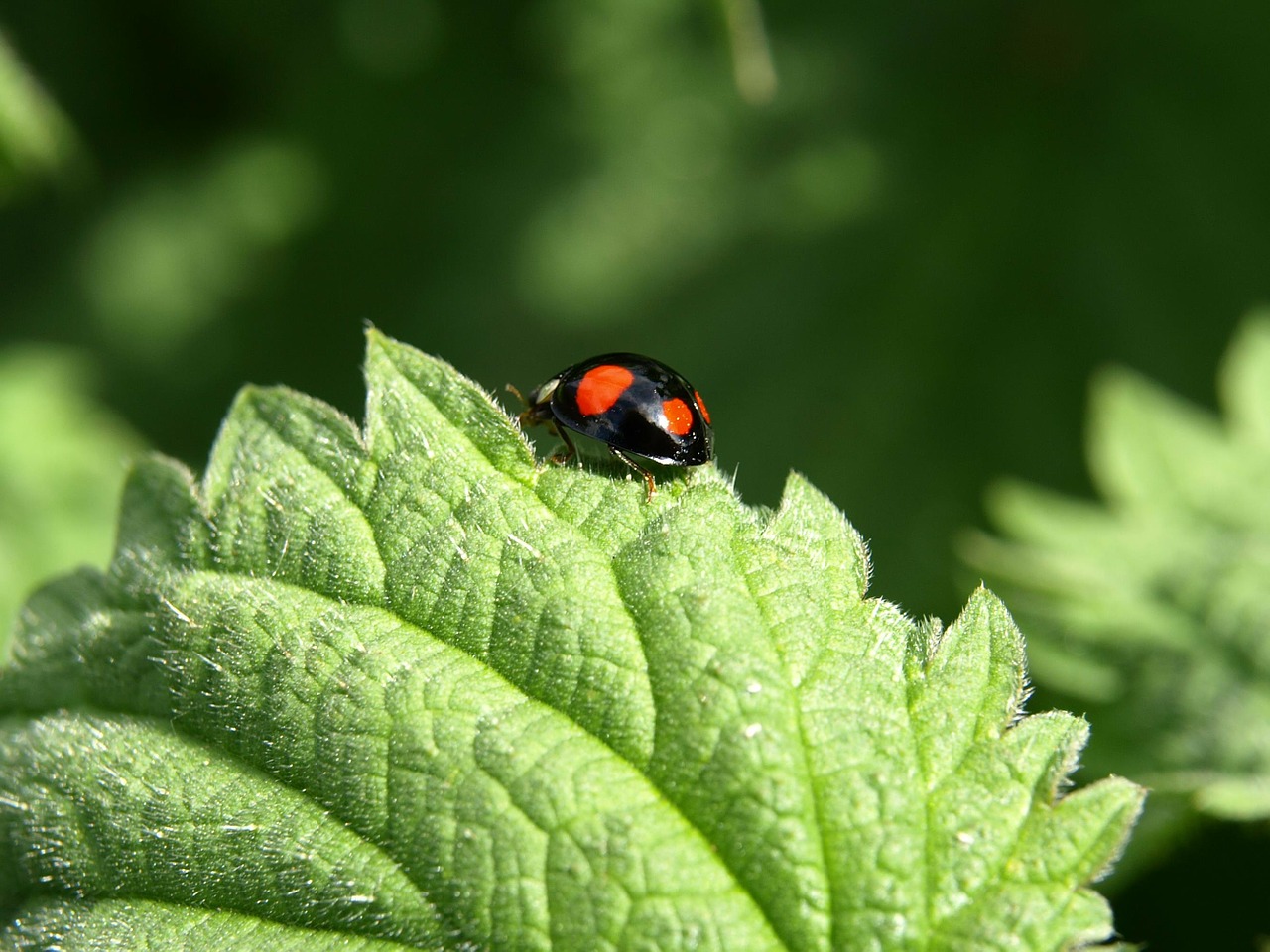 red point beetle beetle insect free photo