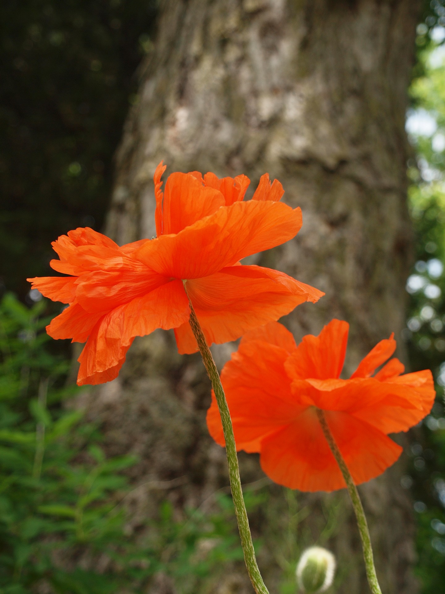 flowers nature poppy free photo