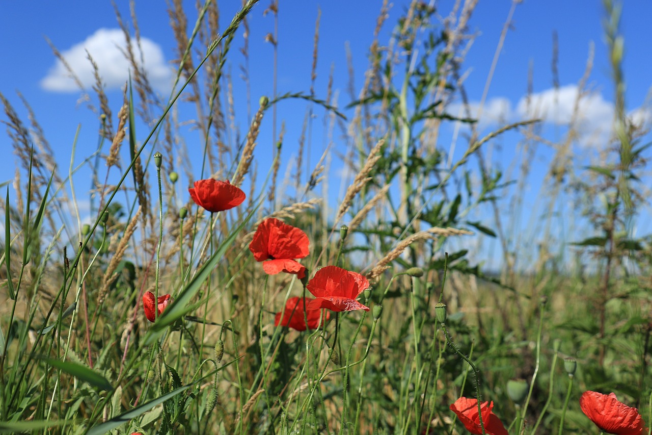 red poppies meadow grass free photo